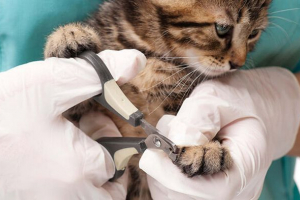 Jak wyciąć swój własny kot pazurowy? Jak wyciąć swój własny kot pazurowy?